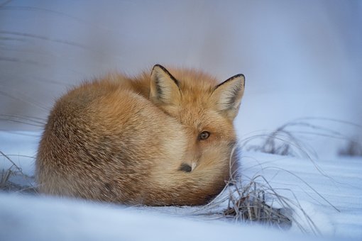 animal 5